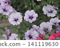 Calibrachoa 141119630