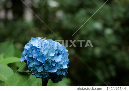 Hydrangeas blooming in vibrant colors under the rainy season sky Hydrangeas blooming in vibrant colors under the rainy season sky 141119844