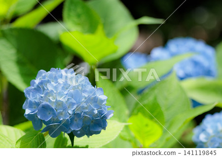 Hydrangeas blooming in vibrant colors under the rainy season sky Hydrangeas blooming in vibrant colors under the rainy season sky 141119845