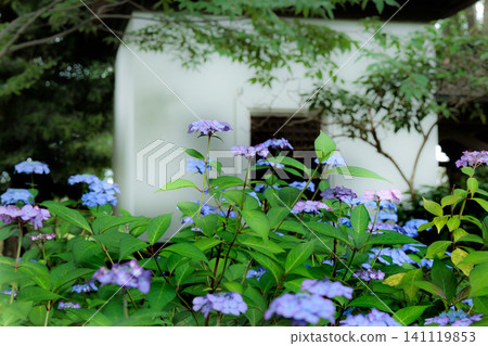 Hydrangeas blooming in vibrant colors under the rainy season sky Hydrangeas blooming in vibrant colors under the rainy season sky 141119853