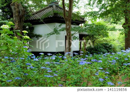 Hydrangeas blooming in vibrant colors under the rainy season sky Hydrangeas blooming in vibrant colors under the rainy season sky 141119856
