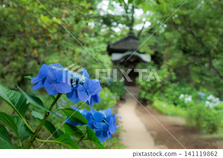 雨季的繡球花在天空的襯托下綻放出鮮豔的色彩 雨季的繡球花在天空的襯托下綻放出鮮豔的色彩 141119862