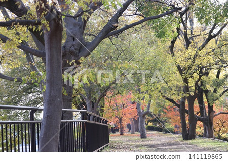 大阪城公園的秋景 141119865