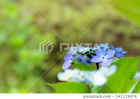 Hydrangeas blooming in vibrant colors under the rainy season sky Hydrangeas blooming in vibrant colors under the rainy season sky 141119874