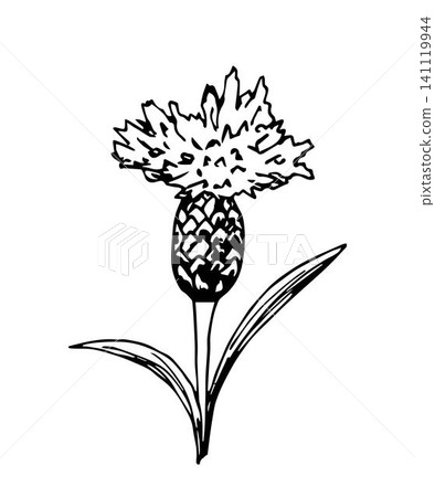 Hand drawn ink vector drawing. Cornflower, stem, bud, petal isolated on a white background. Field, meadow plants, nature, botany. For print, stickers, labels. 141119944