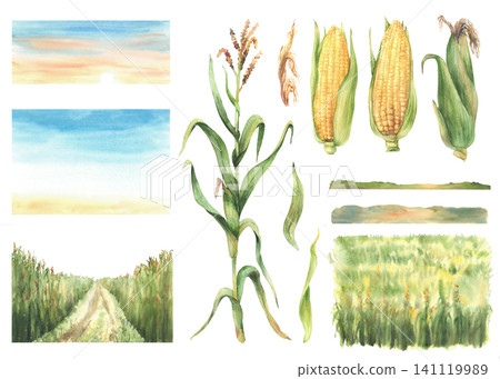 Field of corn with corn cobs and plant landscape set. Farmers agricultural field with maize harvest with sunset or sunrise sky. Farm nature view elements. Hand drawn illustration isolated from Field of corn with corn cobs and plant landscape set. Farmers agricultural field with maize harvest with sunset or sunrise sky. Farm nature view elements. Hand drawn illustration isolated from 141119989