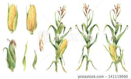 Corn plant set. Golden maize plant with stalk, corncob, flowers and green leaves and husks. Watercolor Realistic hand painting isolated on white background illustration for food, agricultural product. Corn plant set. Golden maize plant with stalk, corncob, flowers and green leaves and husks. Watercolor Realistic hand painting isolated on white background illustration for food, agricultural product. 141119990