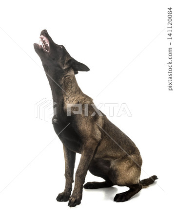 belgian shepherd malinois belgian shepherd malinois 141120084