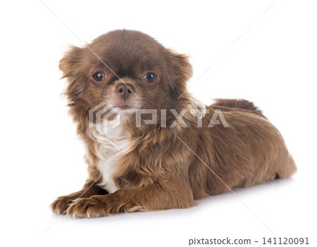 brown chihuahua in studio brown chihuahua in studio 141120091