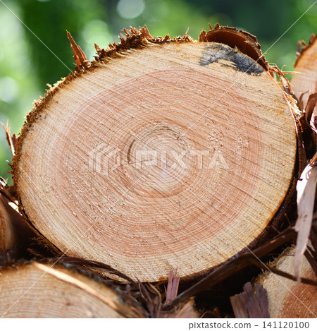 Hinoki thinnings and tree rings Hinoki thinnings and tree rings 141120100