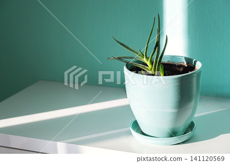 Gasteria plant in blue ceramic pot on white table. Gasteria plant in blue ceramic pot on white table. 141120569