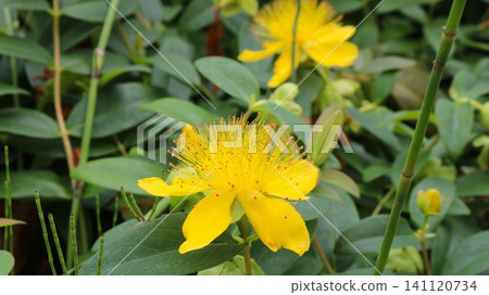 Bright yellow flowers of St. John's wort with many long, fluffy stamens. Summer yellow-green floral-leaf background. Bright yellow flowers of St. John's wort with many long, fluffy stamens. Summer yellow-green floral-leaf background. 141120734