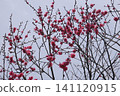 Red plum blossoms shining against the blue sky 141120915