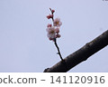 Blooming white plum blossoms 141120916