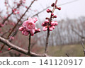 Plum blossoms starting to bloom 141120917