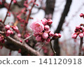 Plum blossoms that have begun to bloom 2 141120918