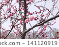 Plum blossoms and buds shine against the blue sky 141120919