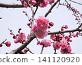 Red plum blossoms and buds stand out against the blue sky. 141120920