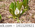 The skunk cabbage that announces the arrival of spring 141120921