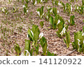 A cluster of skunk cabbage flowers signals the arrival of spring. 141120922