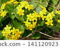 The marsh marigold heralds the arrival of spring. 141120923