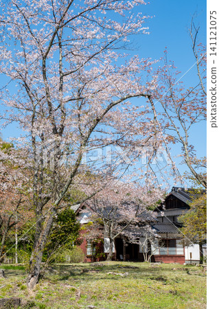 月勝寺:原正殿遺址及櫻花,島根縣松江市中原町 月勝寺:原正殿遺址及櫻花,島根縣松江市中原町 141121075