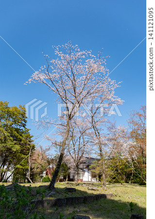 月勝寺:原正殿遺址及櫻花,島根縣松江市中原町 月勝寺:原正殿遺址及櫻花,島根縣松江市中原町 141121095