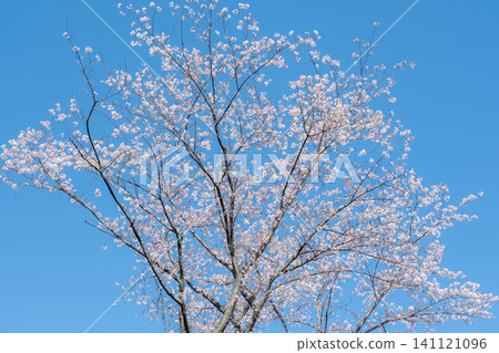 島根縣松江市月勝寺的櫻花和藍天。 島根縣松江市月勝寺的櫻花和藍天。 141121096