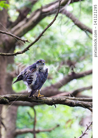 Male Northern Goshawk (back view, vertical shot, preening) Male Northern Goshawk (back view, vertical shot, preening) 141121295