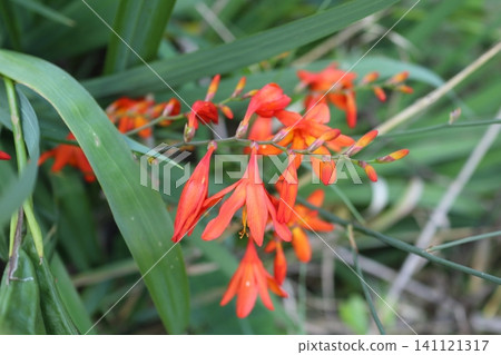Himehiga giusensen flowers Himehiga giusensen flowers 141121317