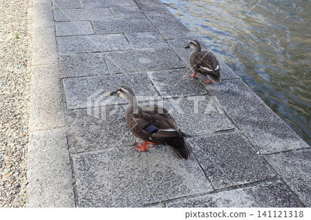 Mallard ducks walking on the ground Mallard ducks walking on the ground 141121318