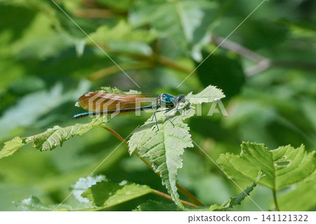 Japanese river dragonfly orange 141121322