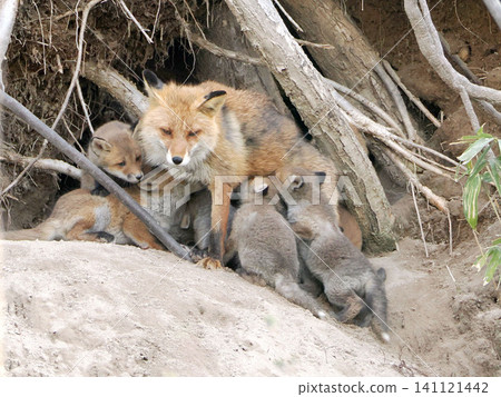A red fox nursing its young in front of its den. 141121442