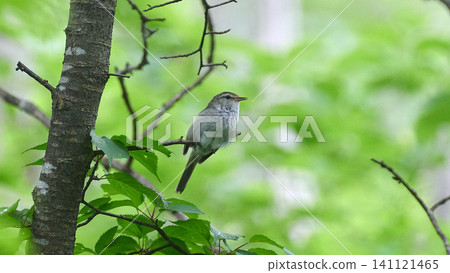 Japanese bush warbler, sunlight, fresh greenery, early summer Japanese bush warbler, sunlight, fresh greenery, early summer 141121465