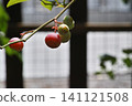 Rabbit-eye blueberries, ripening fruit and branches (from unripe to ripe) 141121508