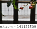 Rabbit-eye blueberries, ripening fruit and branches (from unripe to ripe) 141121509