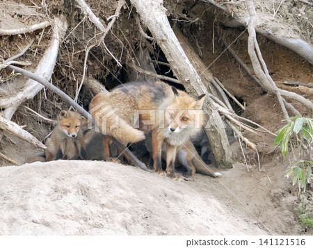 The little fox that came out with its mother The little fox that came out with its mother 141121516
