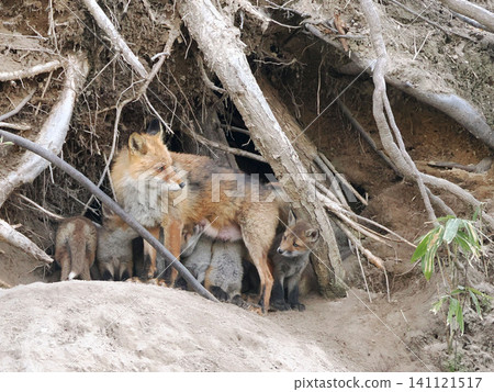 The little fox that came out with its mother The little fox that came out with its mother 141121517