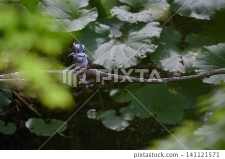 翠鳥之夏 翠鳥之夏 141121571