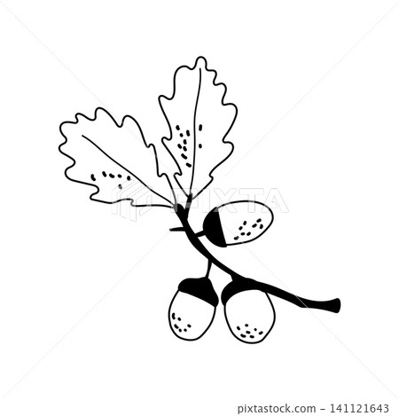 Oak branch with acorns and leaves hand drawn vector line art outline isolated on white Oak branch with acorns and leaves hand drawn vector line art outline isolated on white 141121643