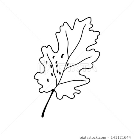 Oak leaf vector hand drawn line art outline graphic isolated on white background Oak leaf vector hand drawn line art outline graphic isolated on white background 141121644