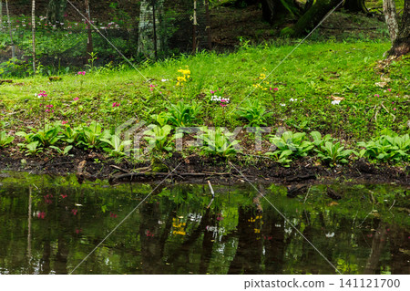 Primrose, Lake Chuzenji, Senjugahama (Nikko City, Tochigi Prefecture) Primrose, Lake Chuzenji, Senjugahama (Nikko City, Tochigi Prefecture) 141121700