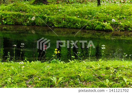 櫻草花,中禪寺湖,千壽濱(栃木縣日光市) 櫻草花,中禪寺湖,千壽濱(栃木縣日光市) 141121702