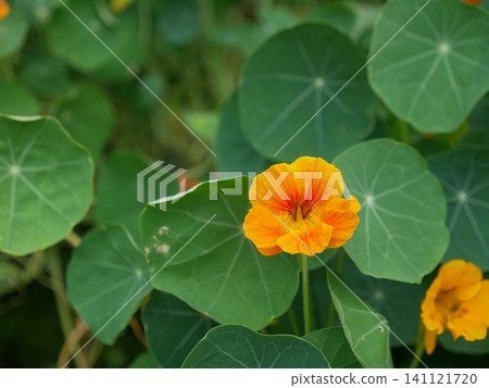 Kin Lian flower Kin Lian flower 141121720