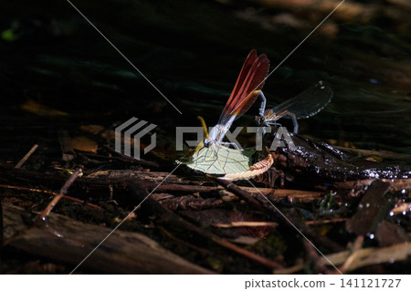 Japanese river dragonfly male and female 141121727