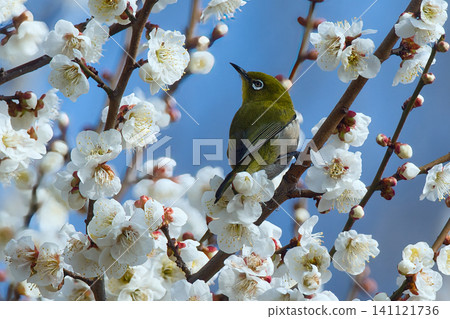 White-eye sucking plum nectar White-eye sucking plum nectar 141121736