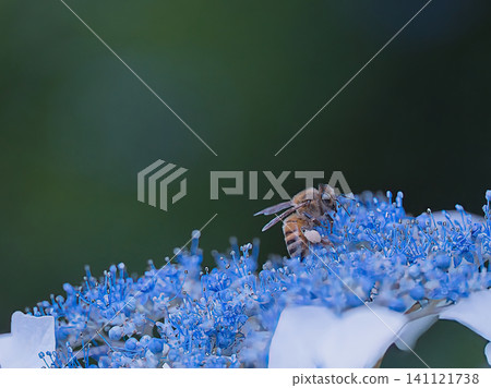 Blue hydrangeas and bees Blue hydrangeas and bees 141121738
