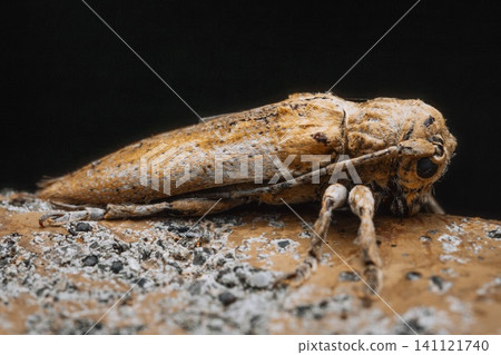 Gray Longhorn Beetle, full body, side view, macro close-up against a black background. Gray Longhorn Beetle, full body, side view, macro close-up against a black background. 141121740