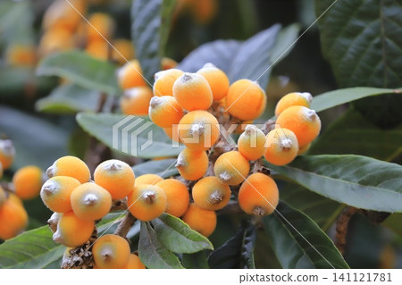 Loquat fruit that has reached the harvest season Loquat fruit that has reached the harvest season 141121781