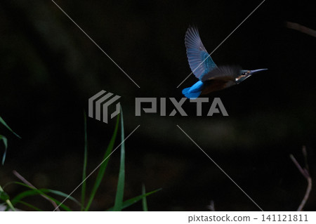 Kingfisher Riverside Flying Kingfisher Riverside Flying 141121811